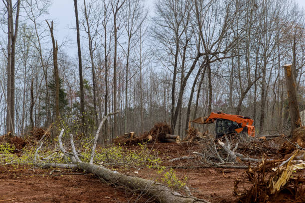 How Our Tree Care Process Works  in  Nelsonville, OH